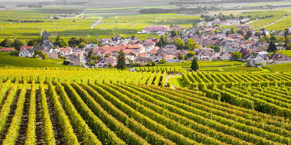 Burgundy Wine: The Ultimate Guide to France's Famous Pinot Noir and Chardonnay - APTENT. GOURMET