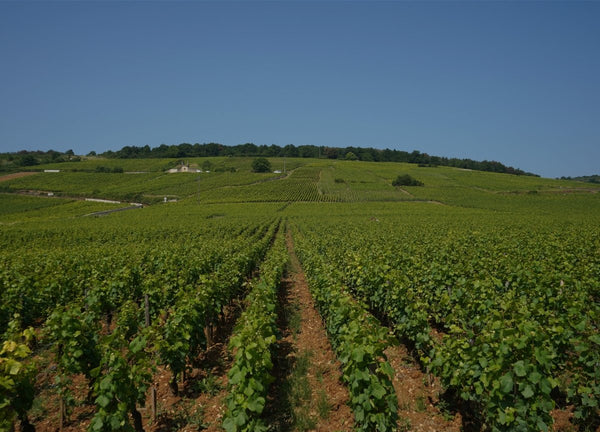 Discover Champagne: France’s Most Celebrated Wine Region - APTENT. GOURMET