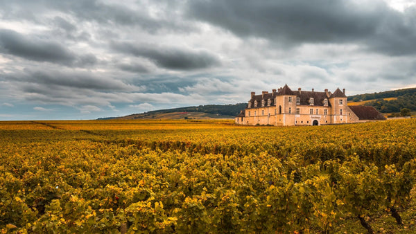 The Unparalleled Elegance of Clos de Vougeot: A Journey into Burgundy's Finest Wine - APTENT. GOURMET
