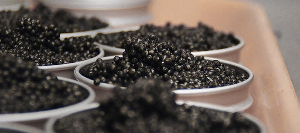 What is Caviar? - APTENT. GOURMET