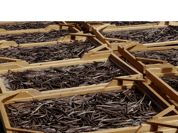 What Makes Papua New Guinea Vanilla So Special? - APTENT. GOURMET